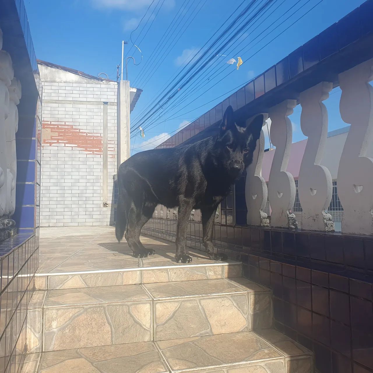 Disponível para cruza!  - Foto 3