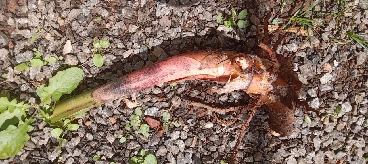 1 muda de heliconia rostrata - rizoma