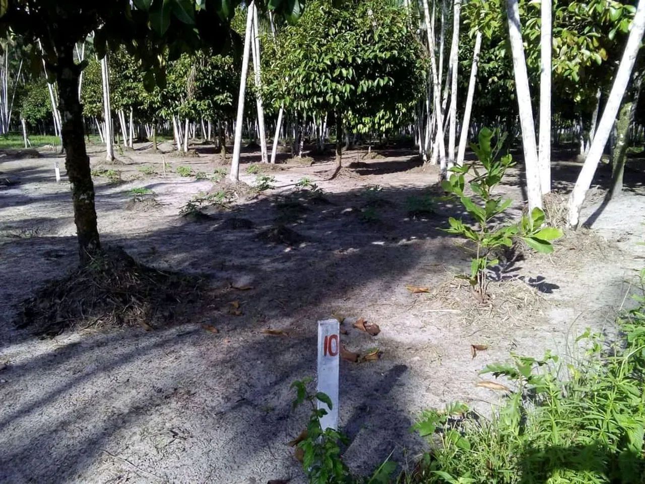 R$12.500,00 Terreno 12x25 mts2 - Foto 3