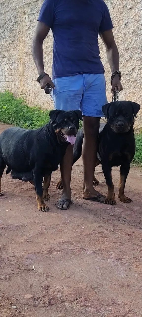 Rottweiler  - Foto 5