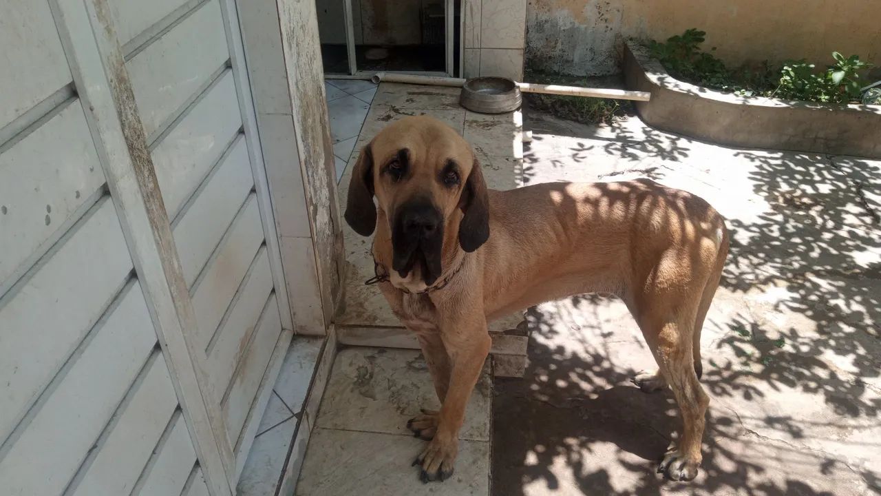 Fila brasileiro para doação 
