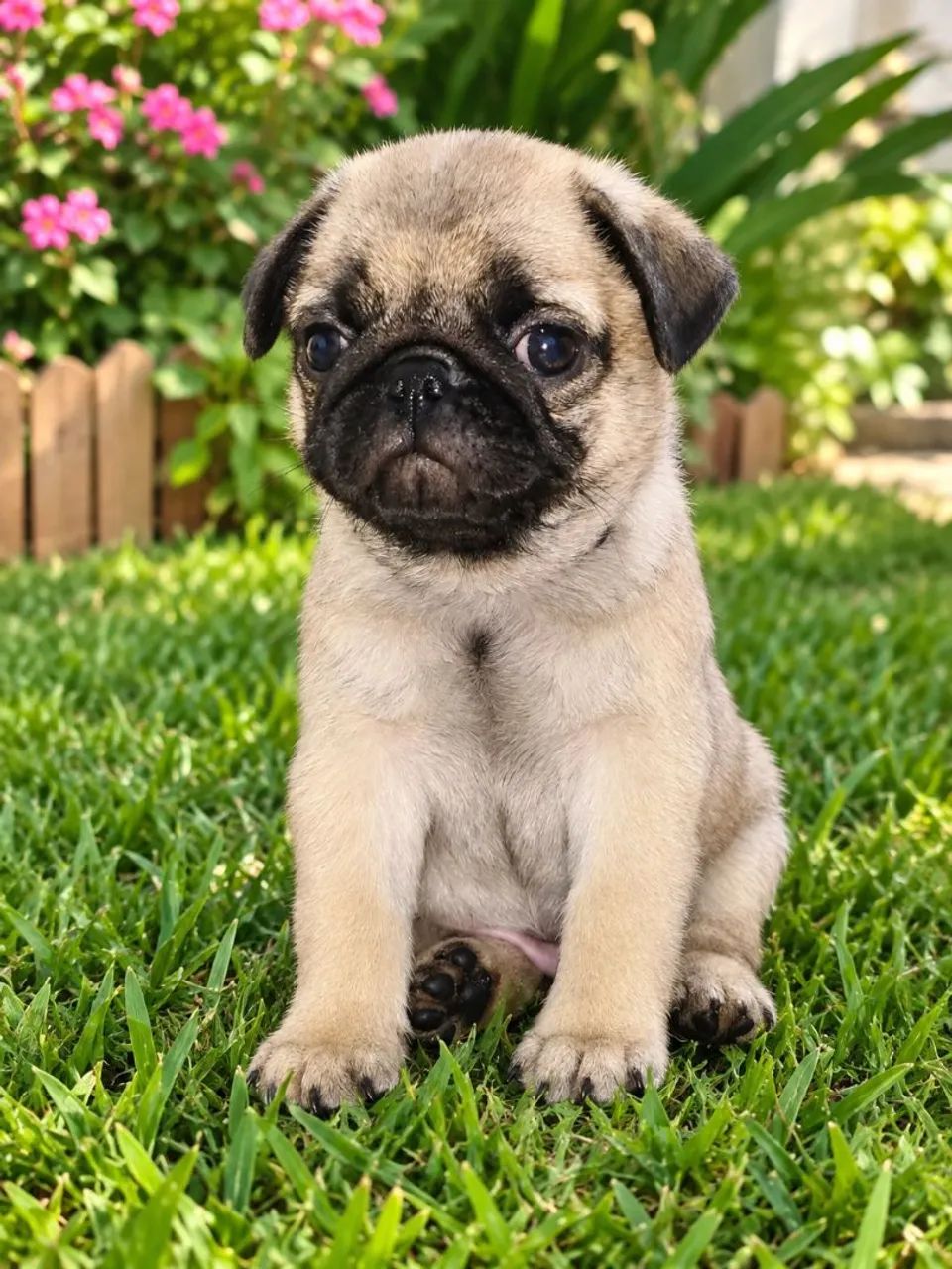 Pug