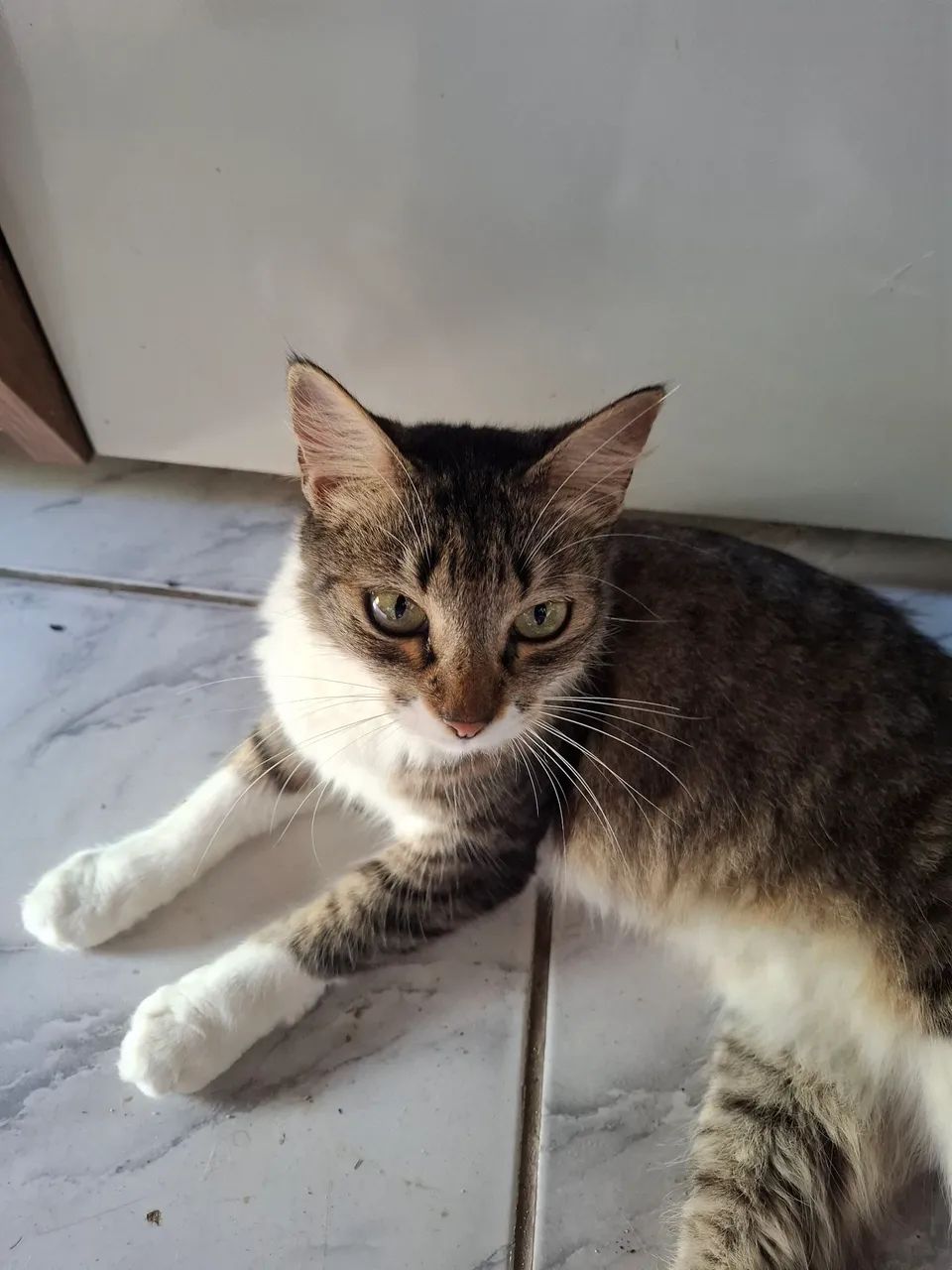 Gatinha carinhosa querendo uma lar
