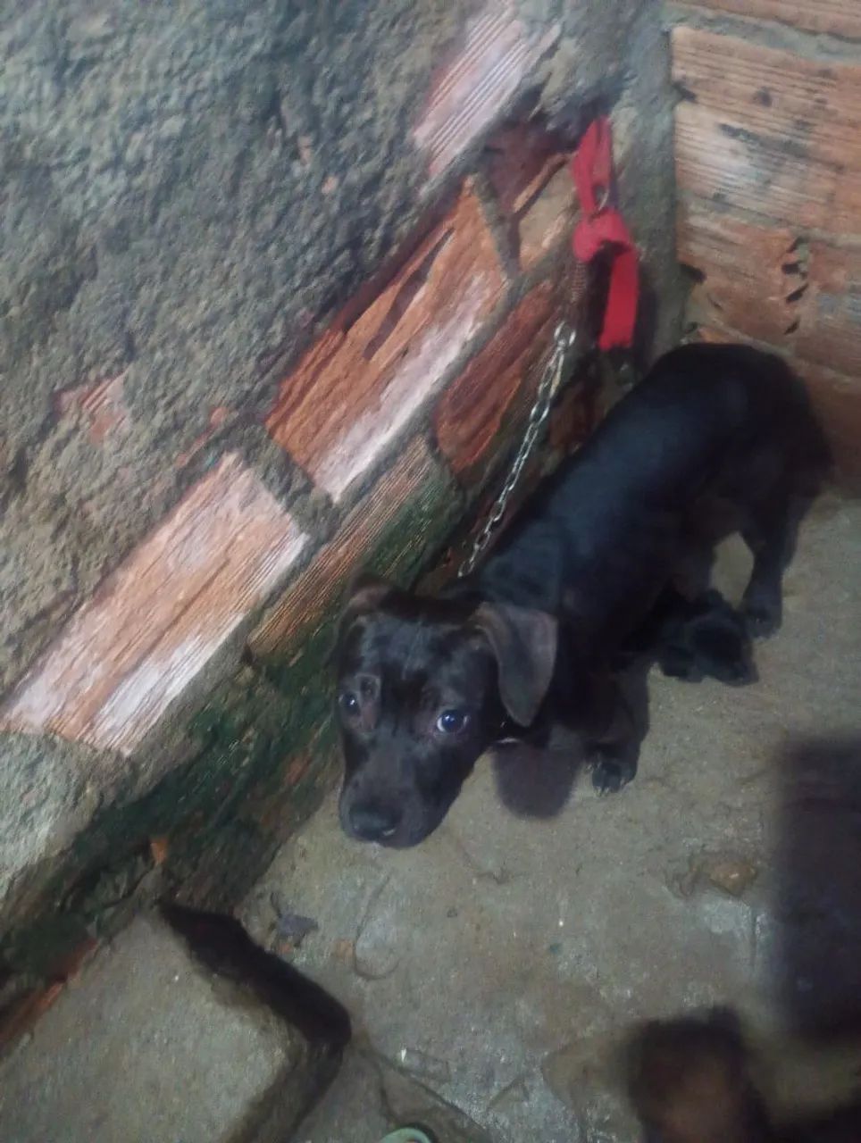 Filhote Pit Bull  - Foto 5