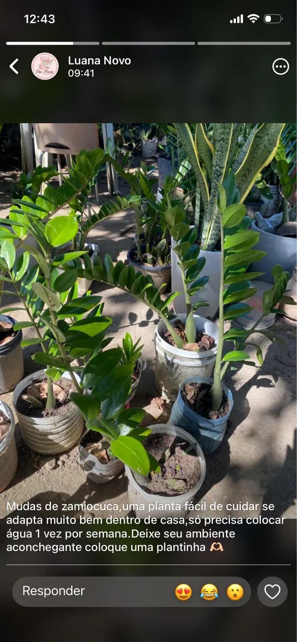 Mudas de plantas - Foto 2