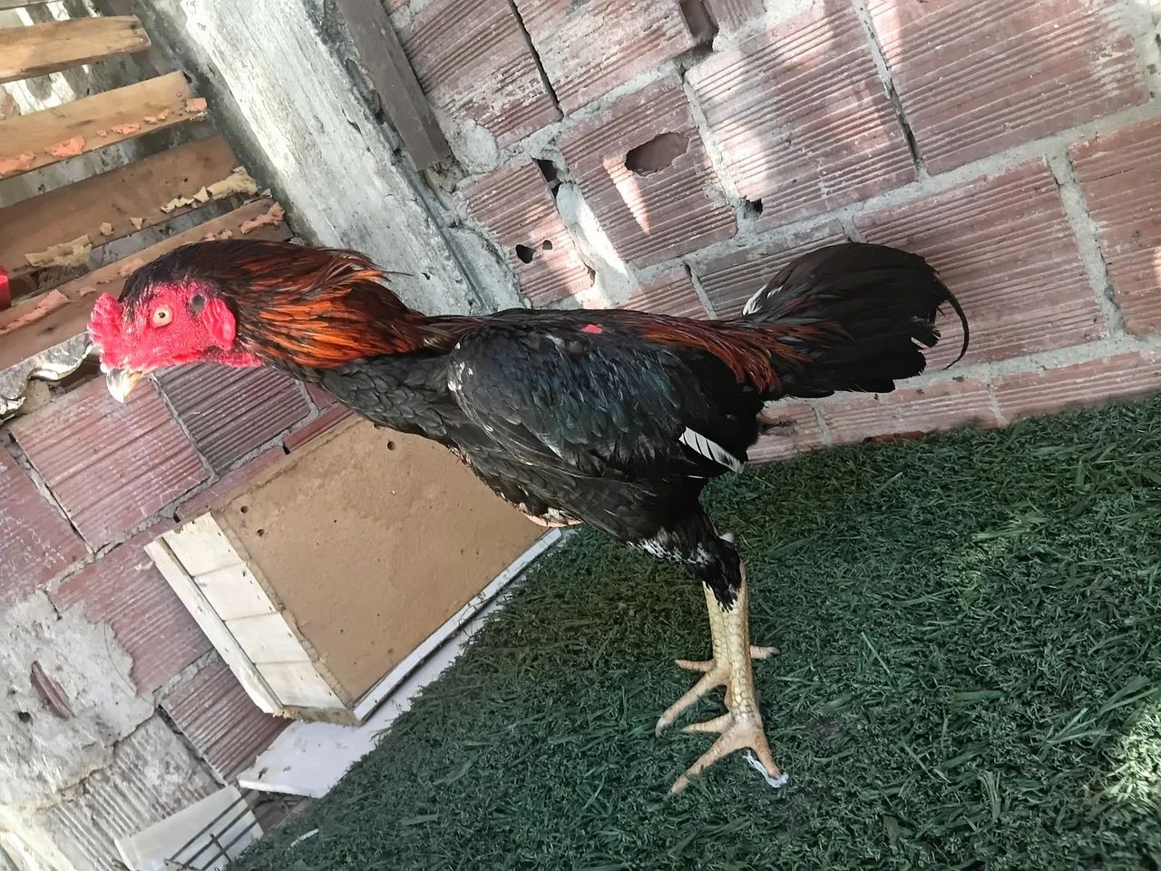 Frango indiano  - Foto 2