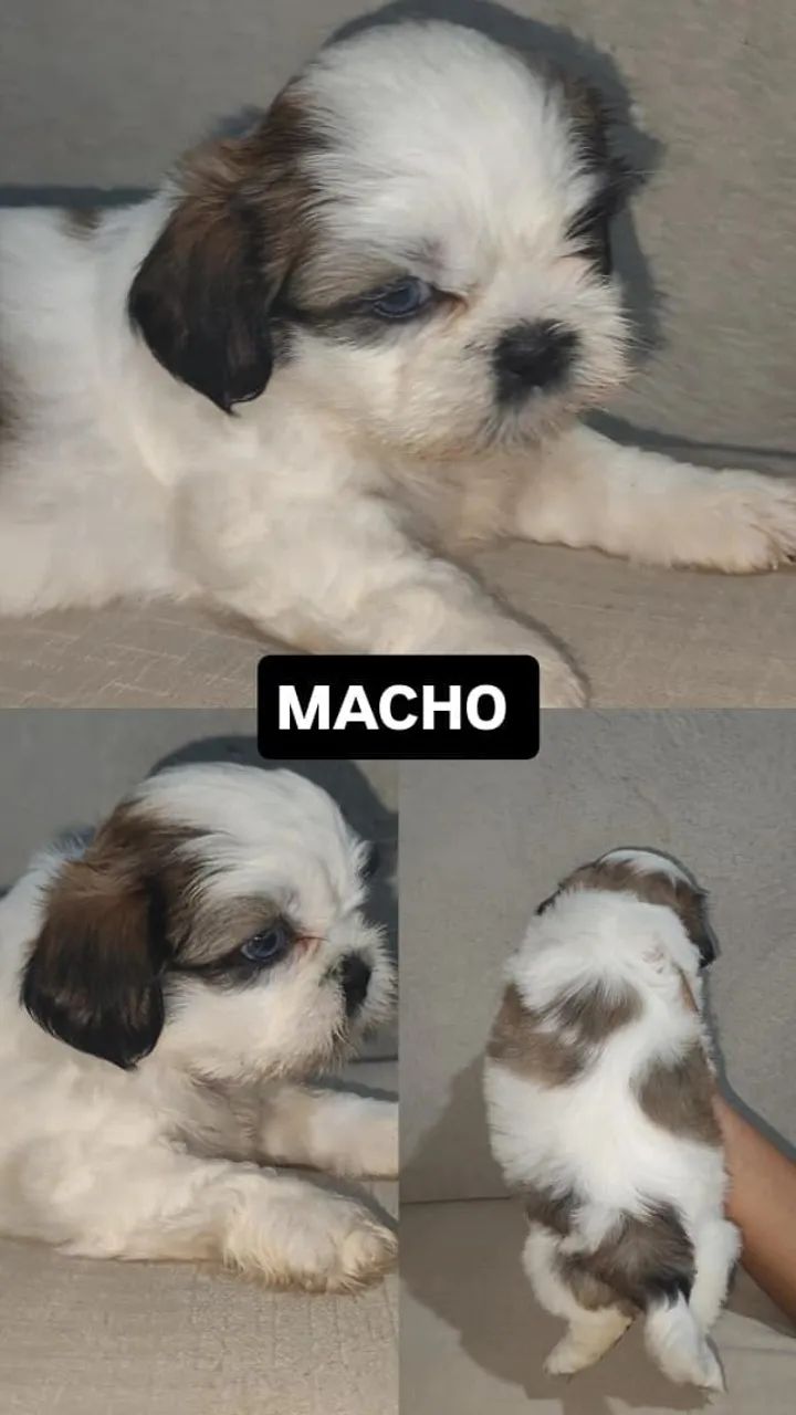 Shitzu promoção 