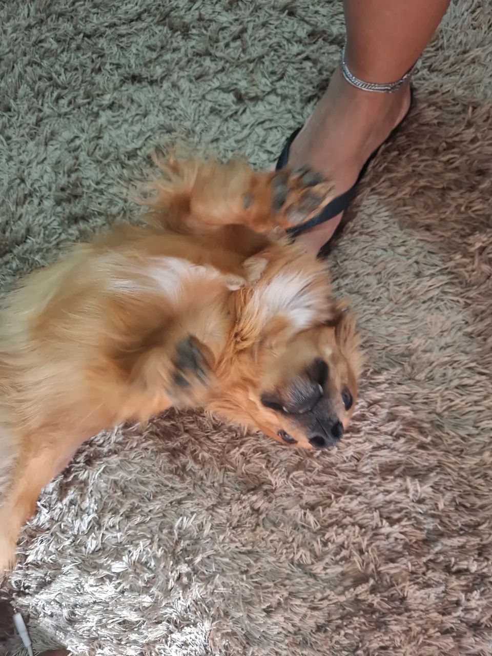 Cachorro vira lata - Foto 3
