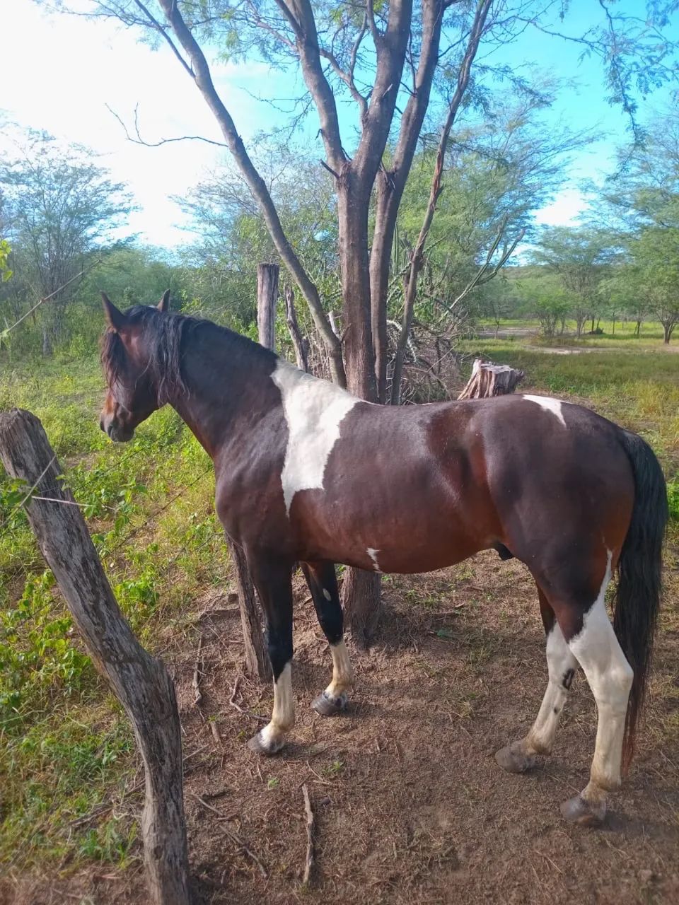 Cavalo Mangalarga Marchador - Marcha Picada | 6 anos - Foto 4