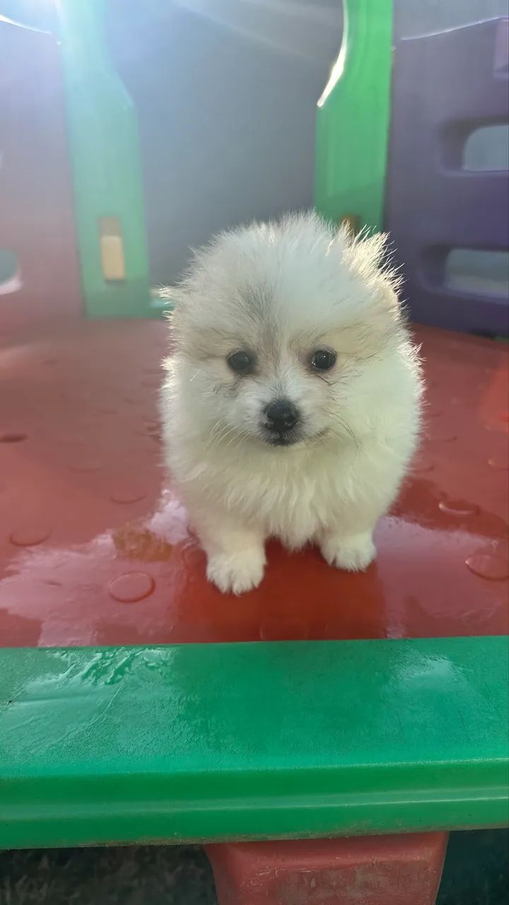 Spitz alemão macho 