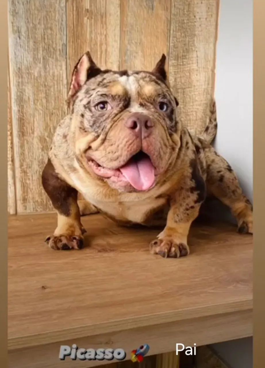 American Bully para cobertura  - Foto 3