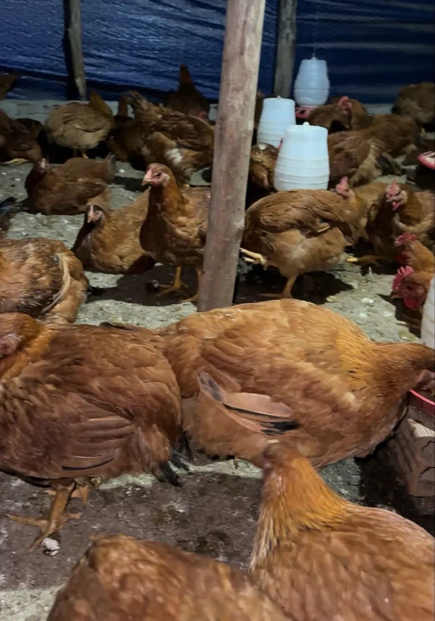 Frangos caipira  - Foto 3