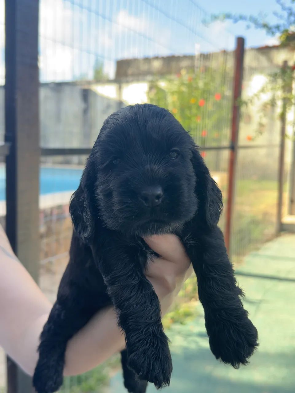 Cocker Spaniel Inglês