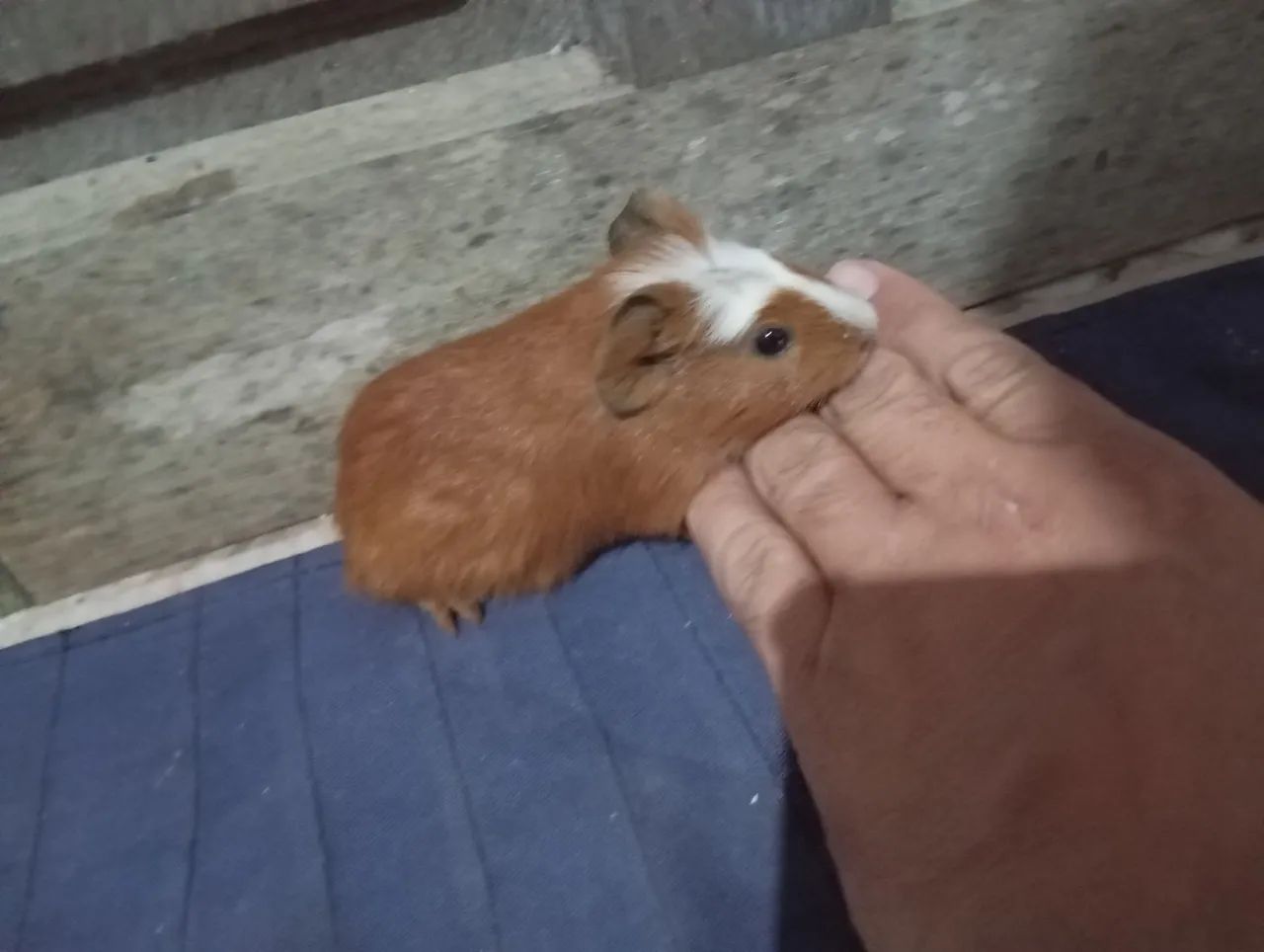 Vando lindos filhotes de pouquinho da índia  - Foto 2