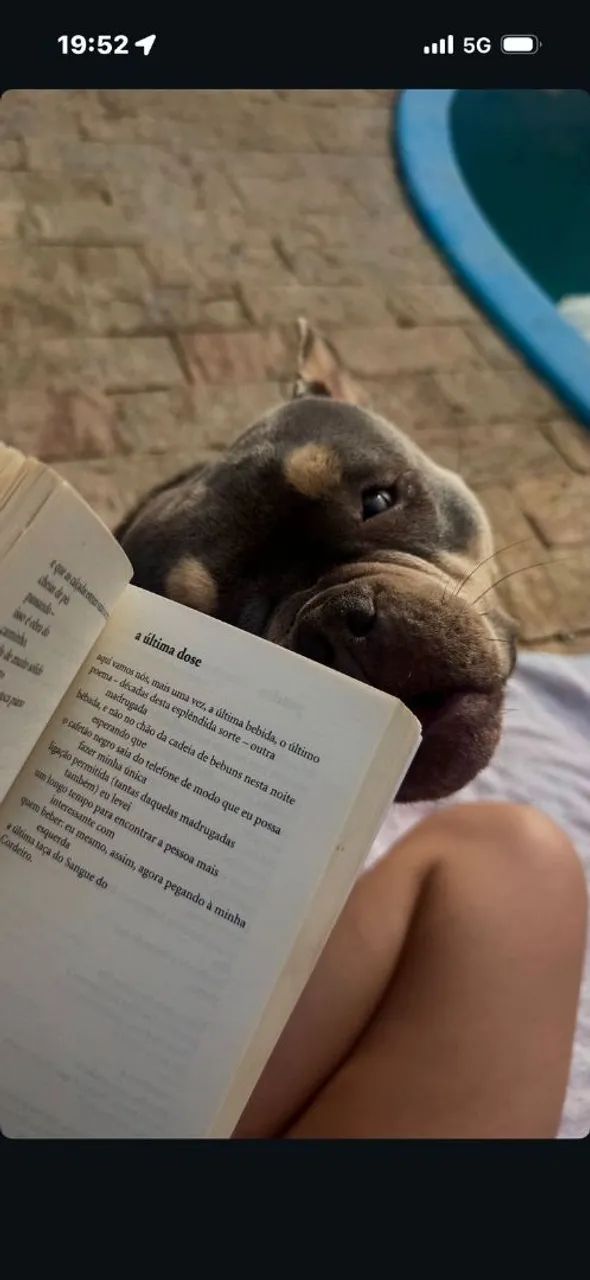 American bully nano  - Foto 4