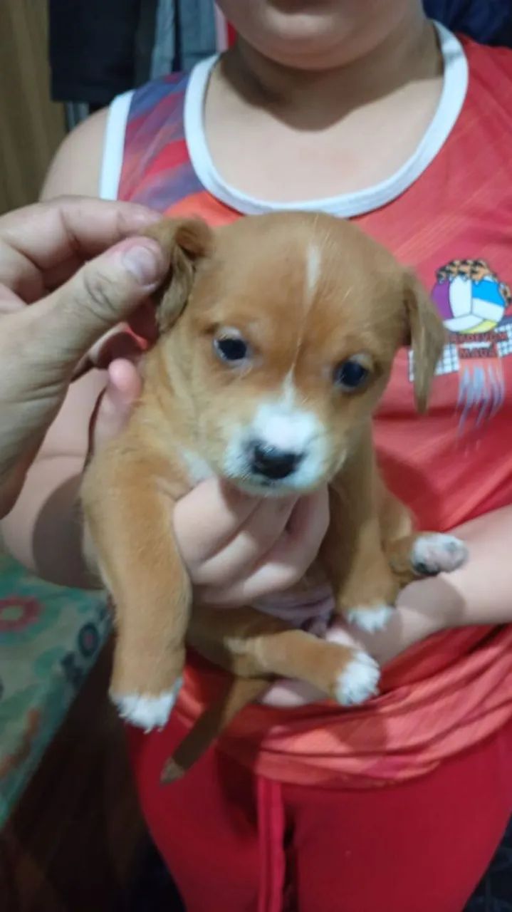 Cachorro pra doação porte médio 