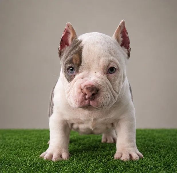 American bully