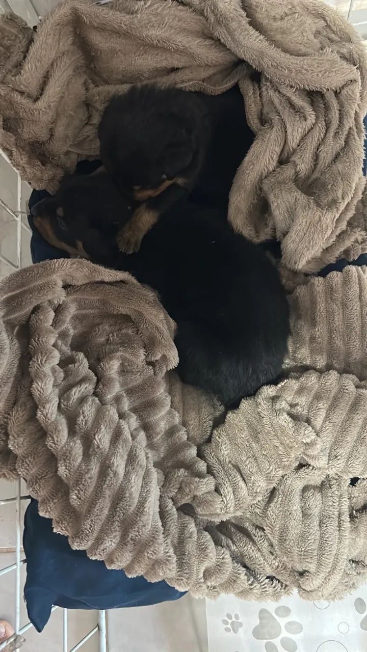 Filhote de rottweiler  - Foto 2