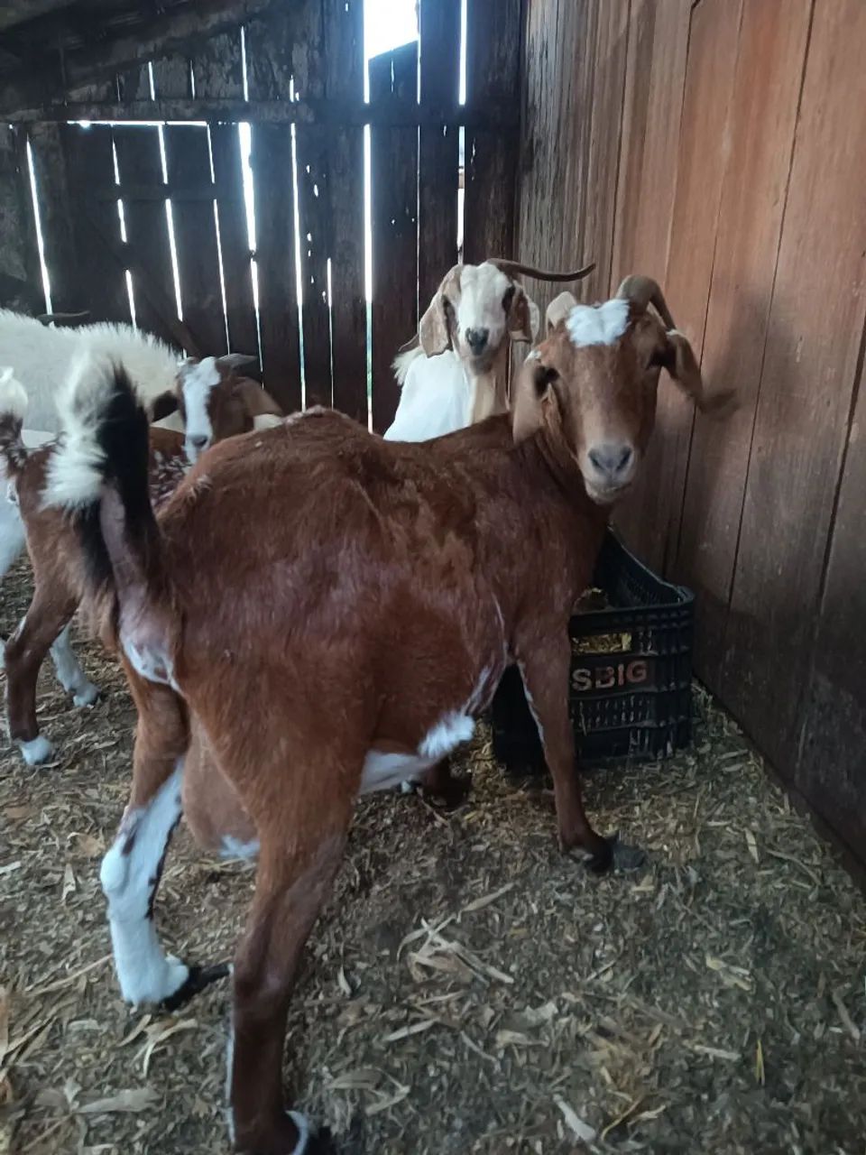 Cabras  - Foto 4