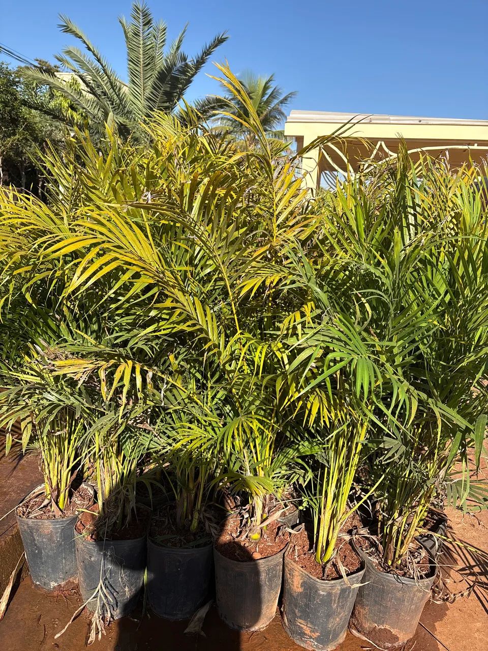 Mudas de Areca bambu - Foto 2