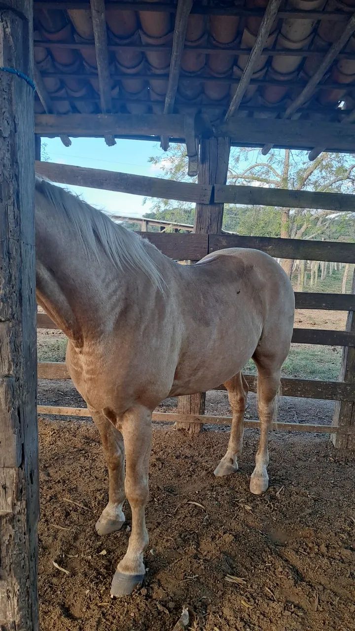CAVALO QUARTO DE MILHA  - Foto 4