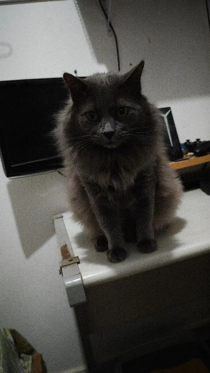 Adoção responsável - Foto 5