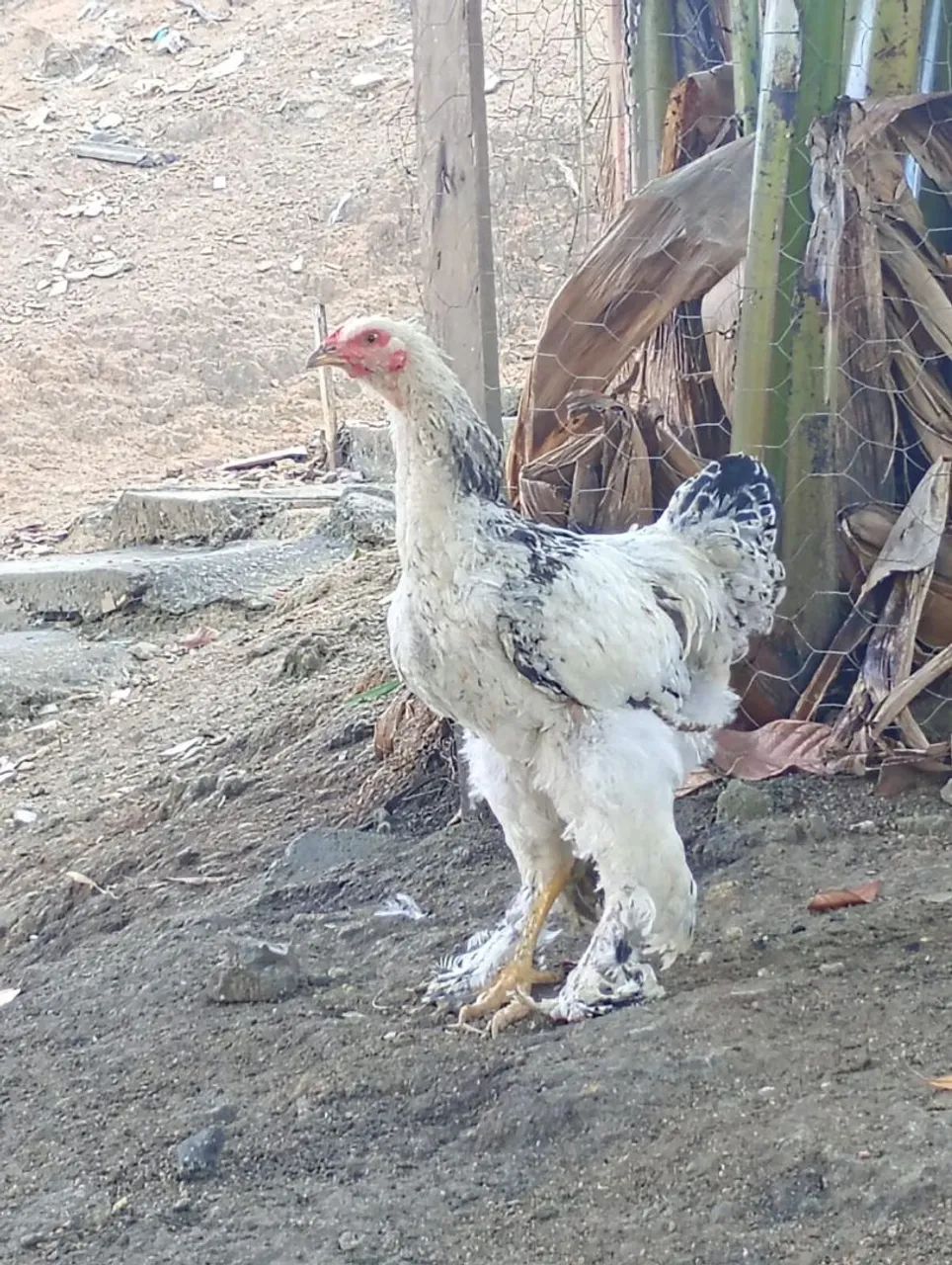 Frango Brahma light  - Foto 3