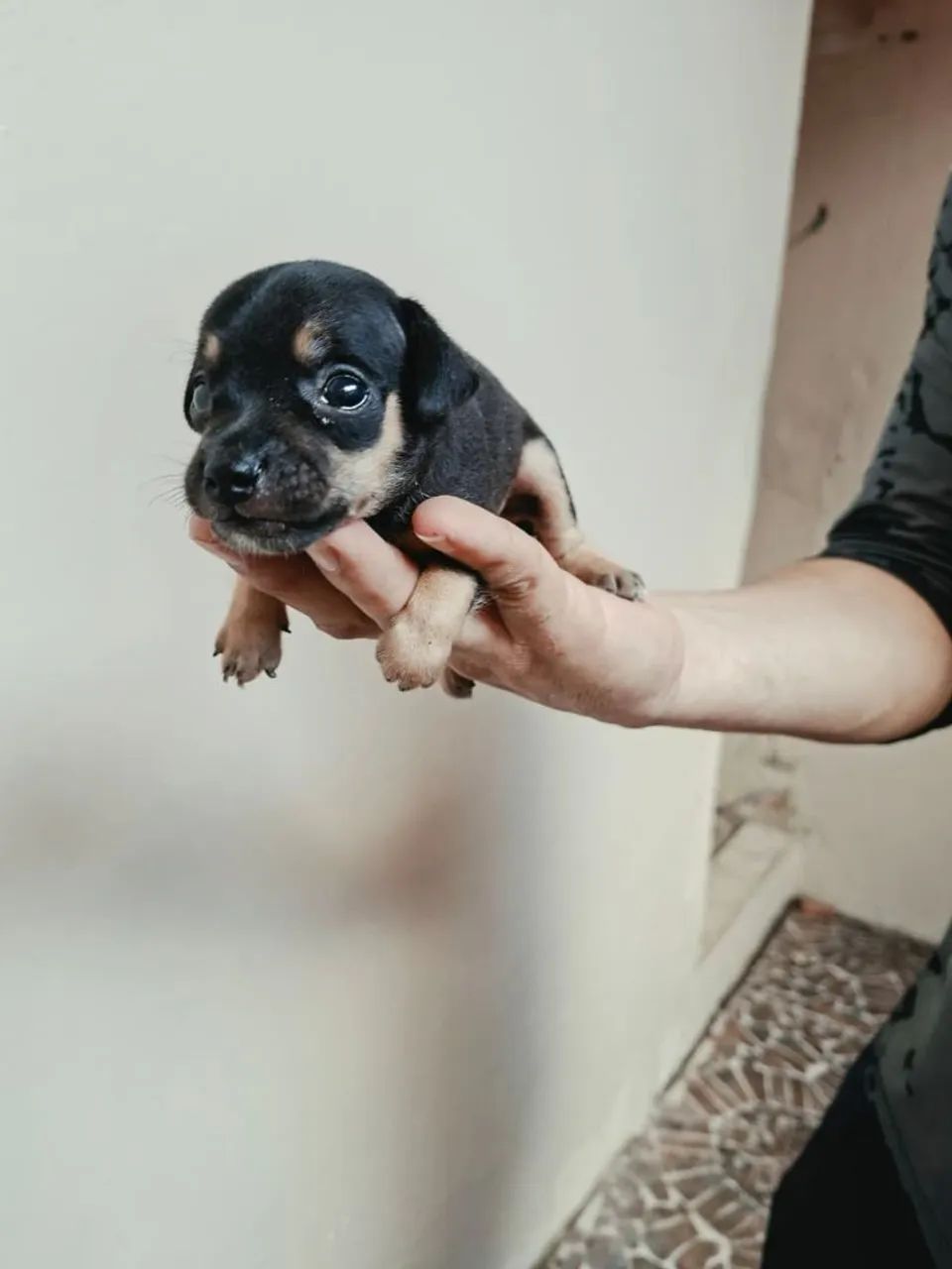 Pinscher 1 macho  * 