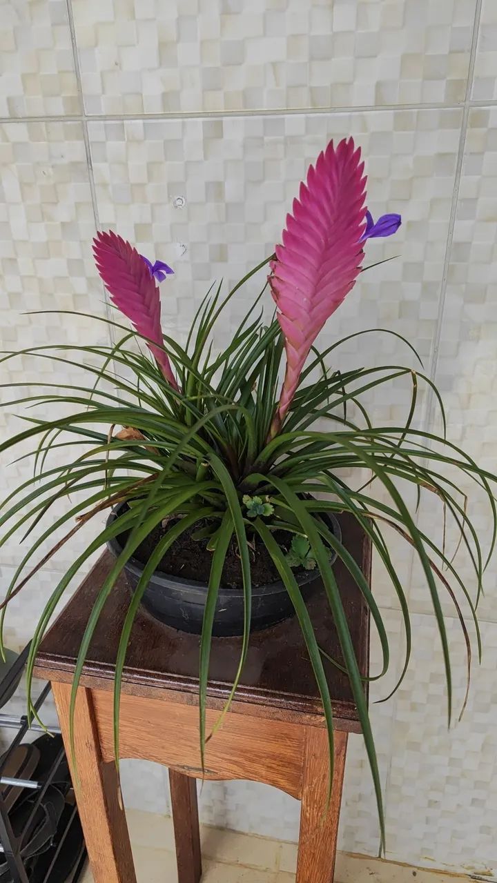 Vende plantas variadas  - Foto 3