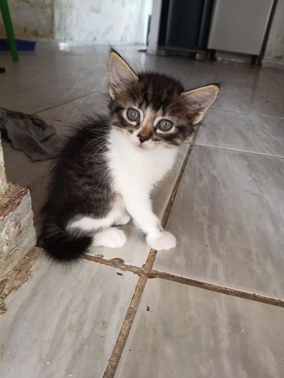 Filhote de gata fêmea  - Foto 3