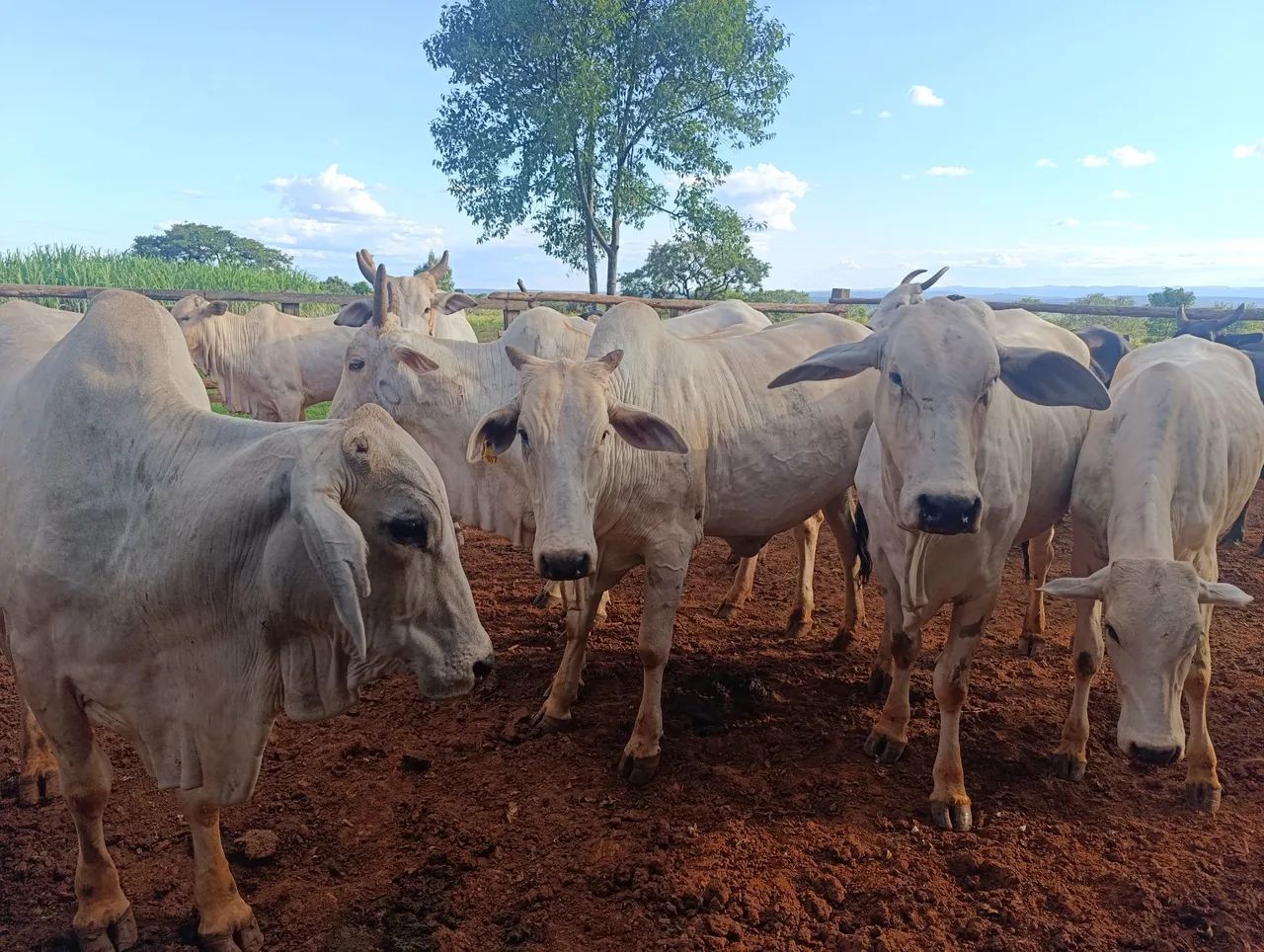 Foto - Montes Claros - Vila Anália
