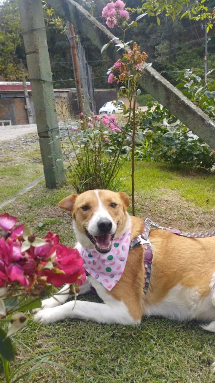 Pietra Adoção Responsável 