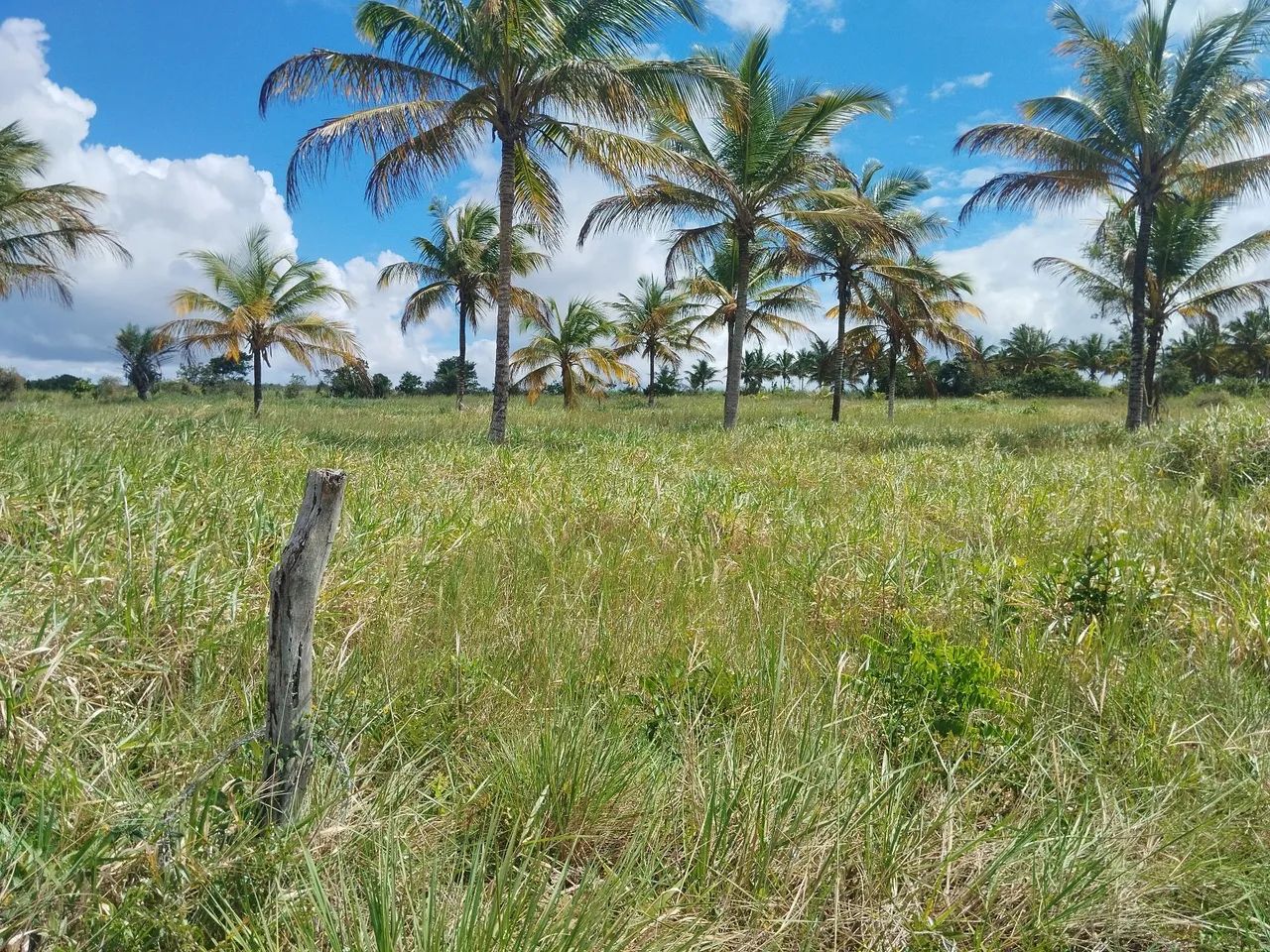 Lote grande  com escritura, sem nenhuma restrição  - Foto 5