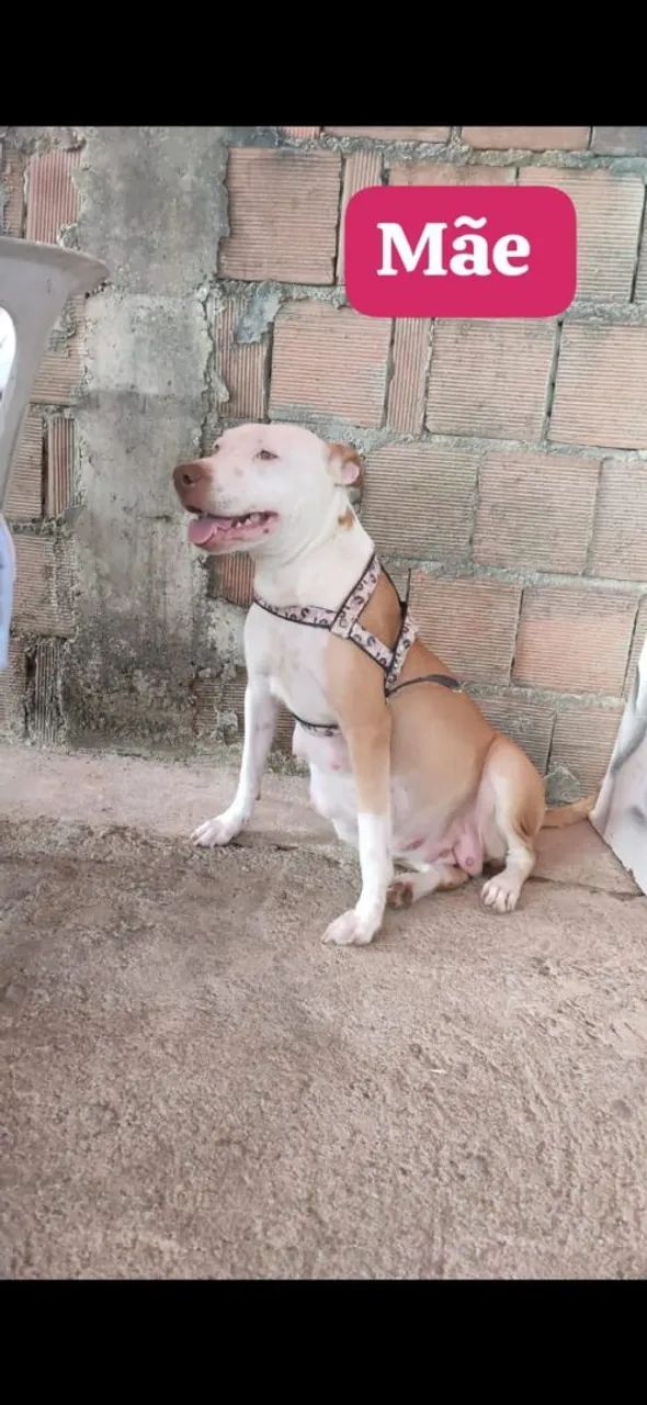 Pitbull - Foto 5