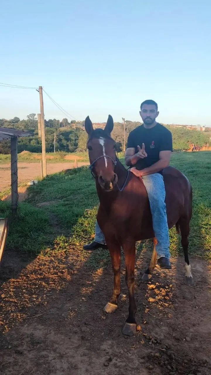 Égua árabe com manga larga  - Foto 4