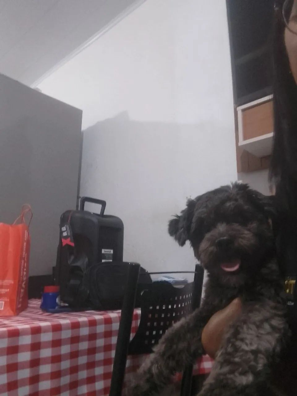 Vendo cachorro  - Foto 2