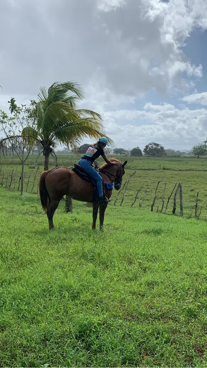 Cavalo machador, mestiço! - Foto 3