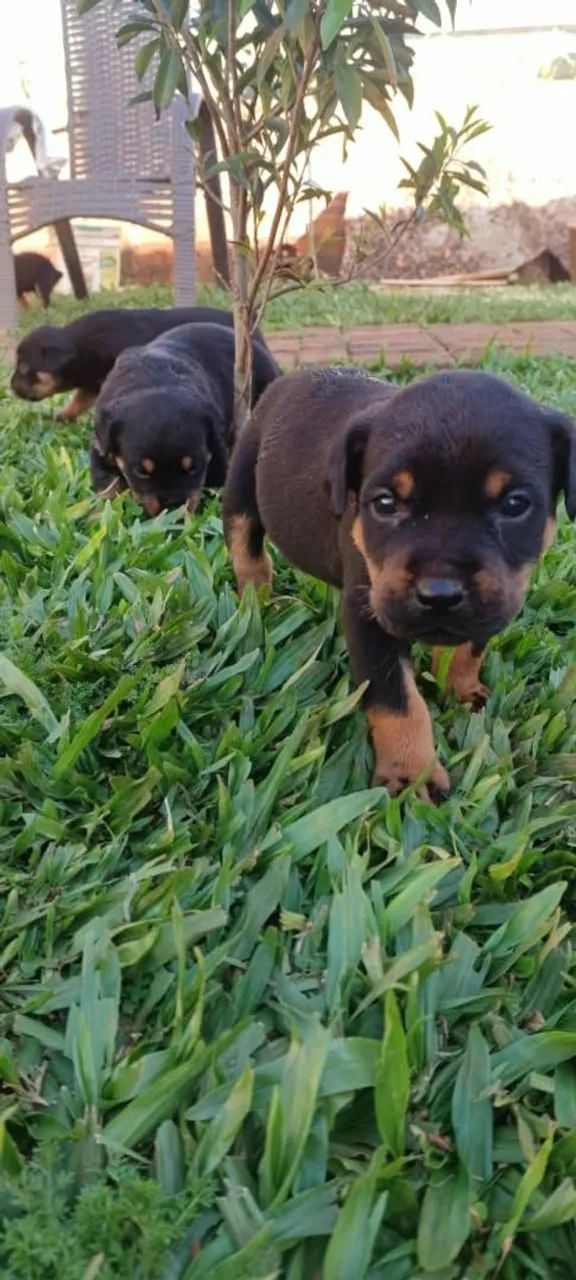 Filhote de Rottweiler  - Foto 5