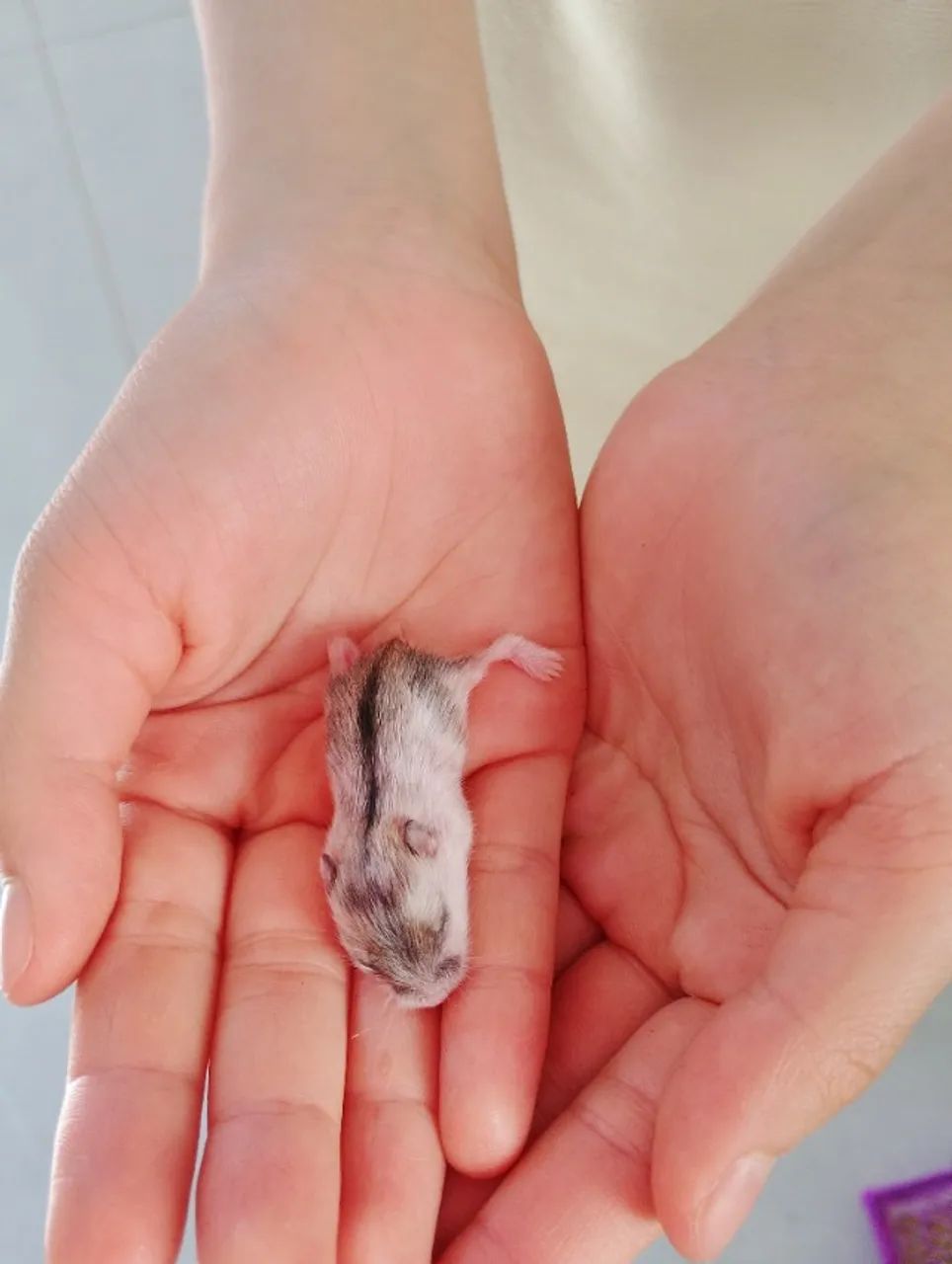 Hamster ?