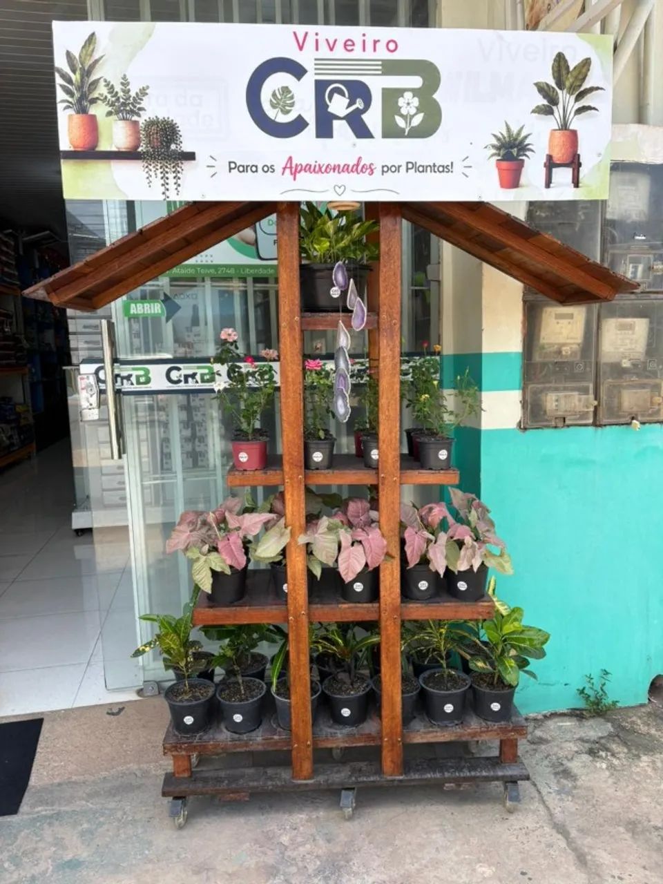 Planta Diplademia - Viveiro CRB - Foto 2