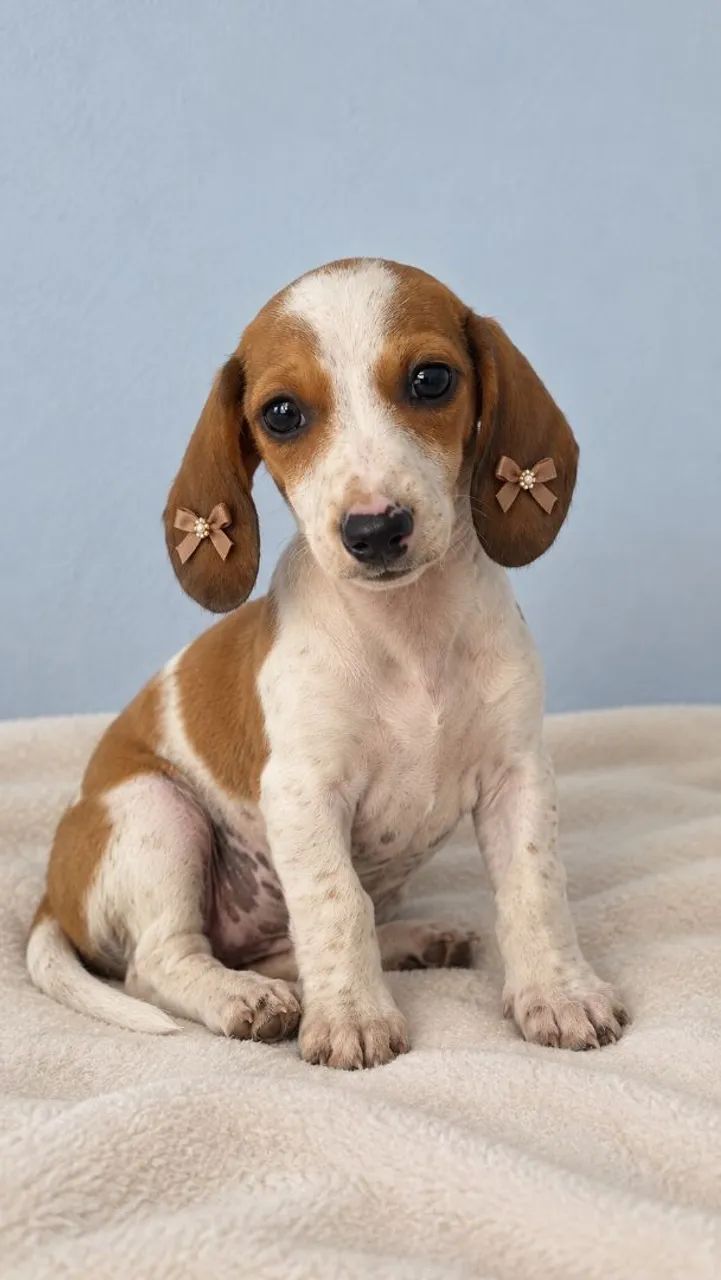 Filhotes - Teckel - Dachshund Mini