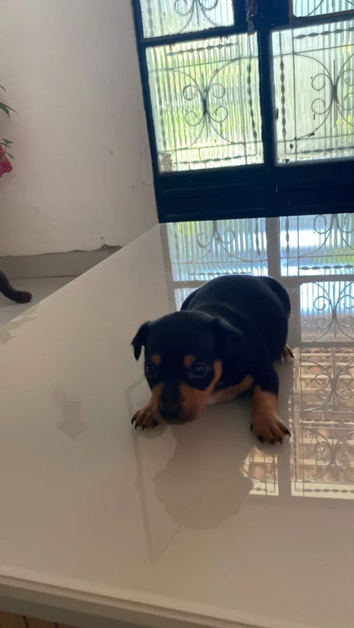 Lindo Pinscher  - Foto 3