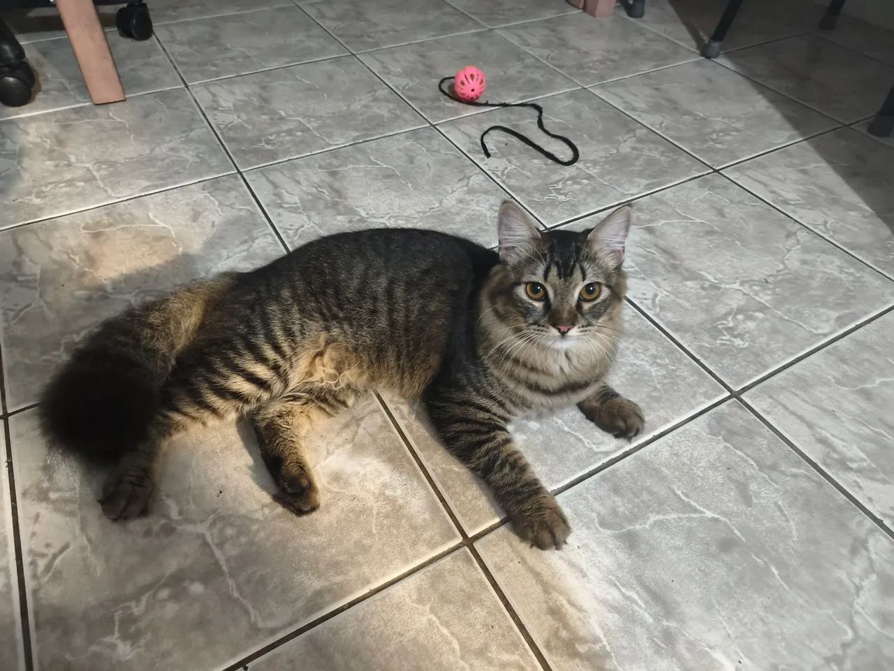 Doação responsável gato macho - Foto 2