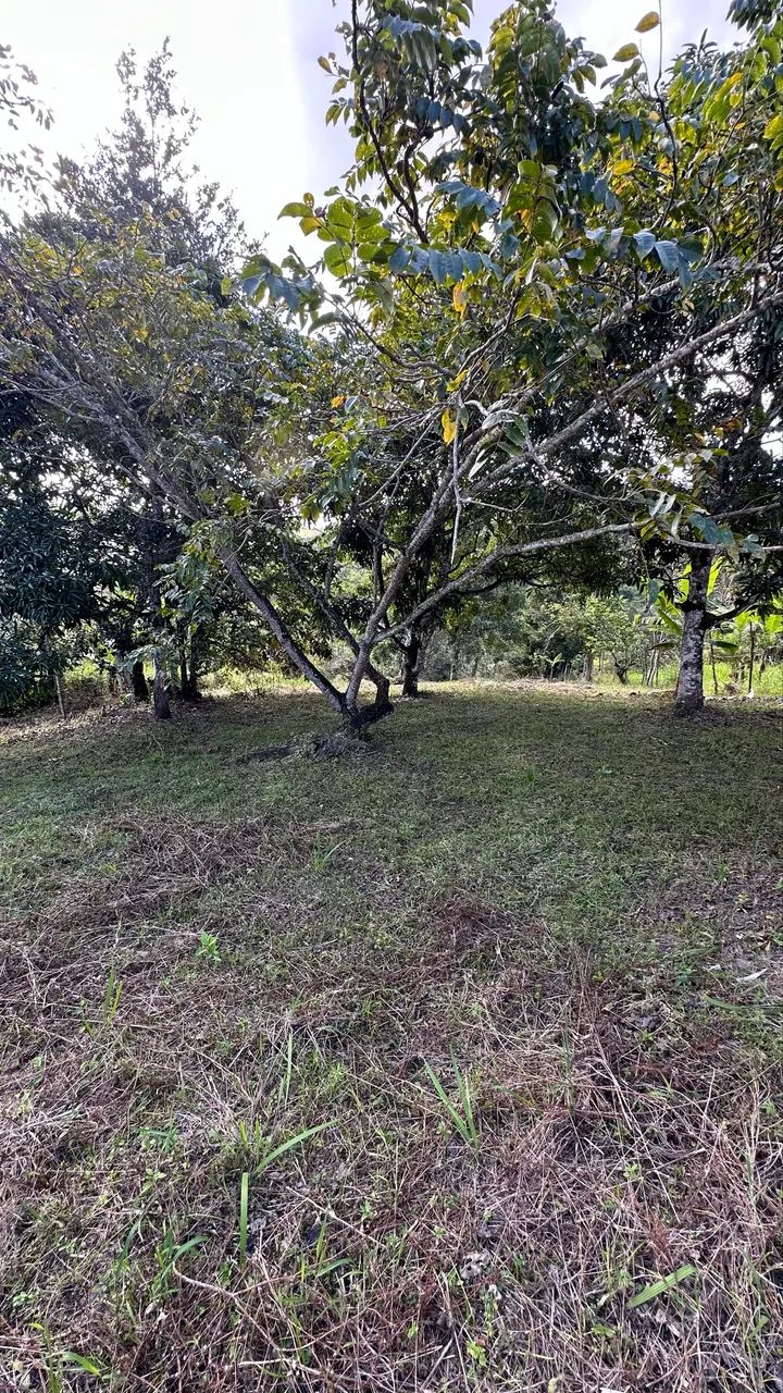 Sítio em chã grande - Foto 2