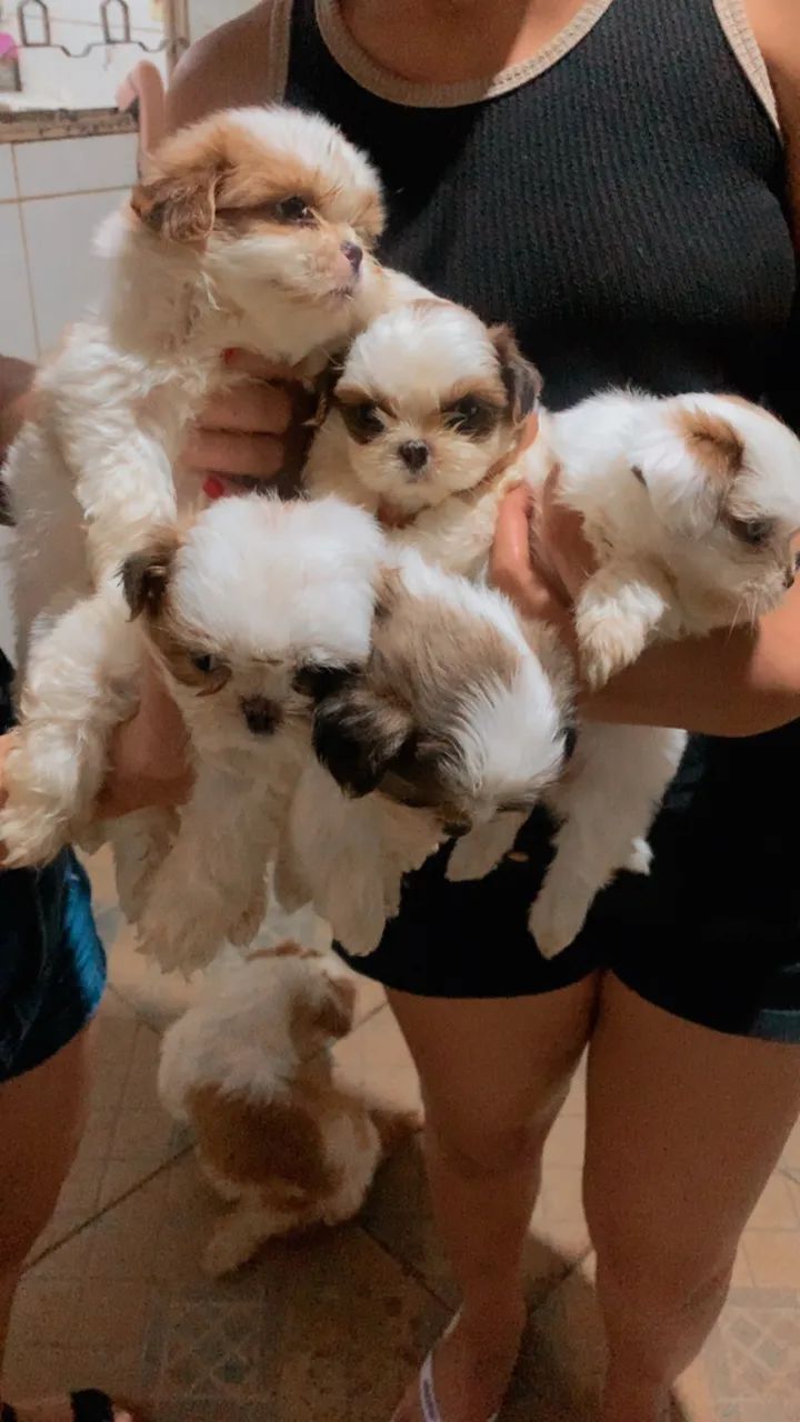 Shih tzu