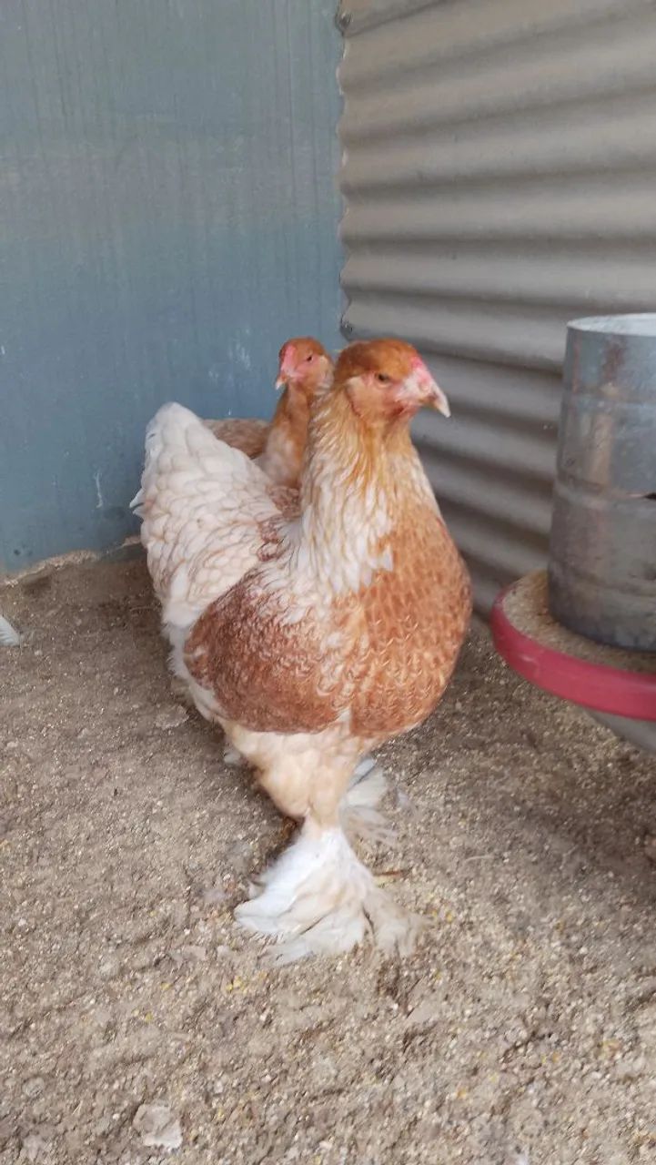 Brahma Perdiz splash - Foto 2