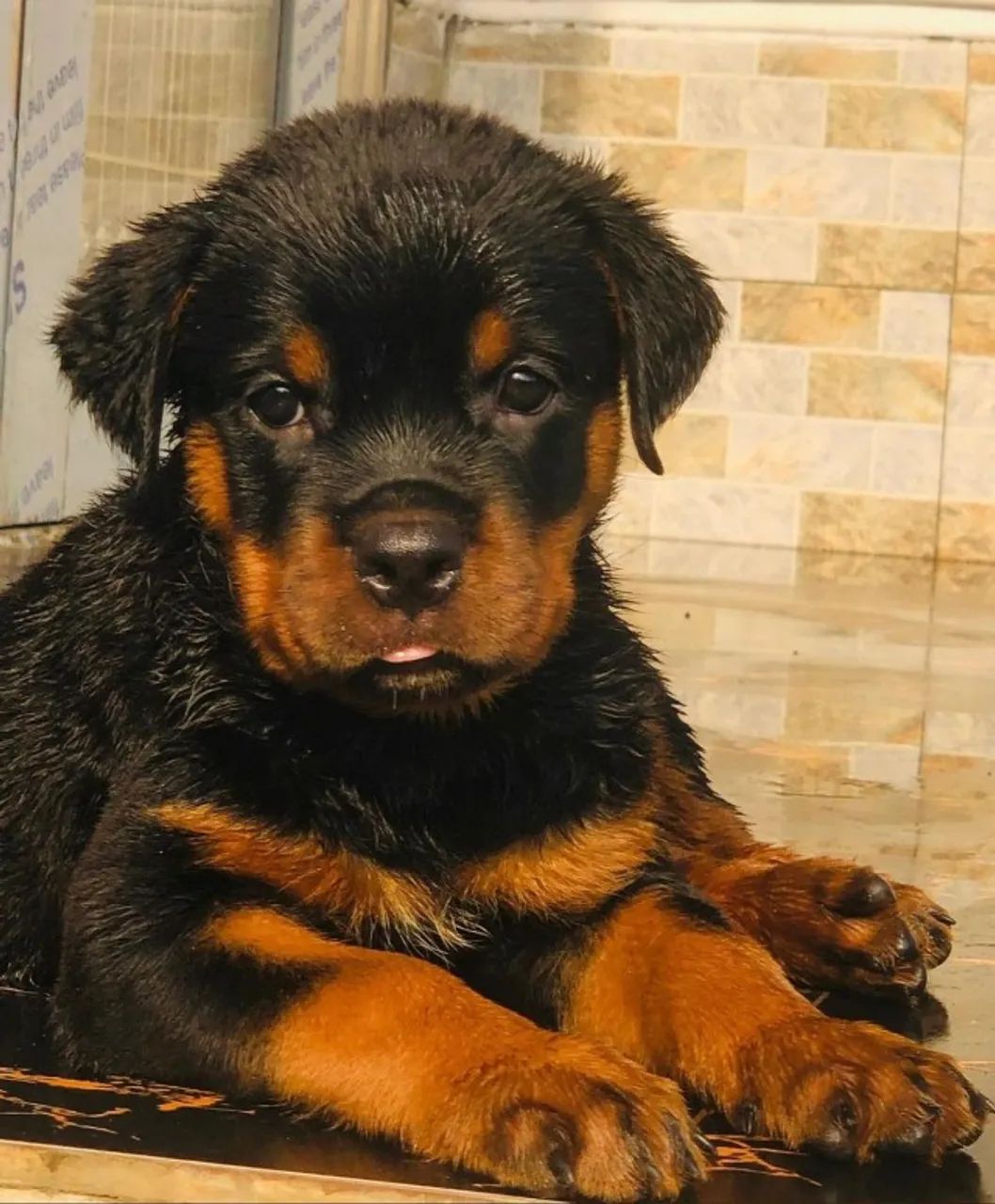 Rottweiler Filhote Saudável com Vacinas