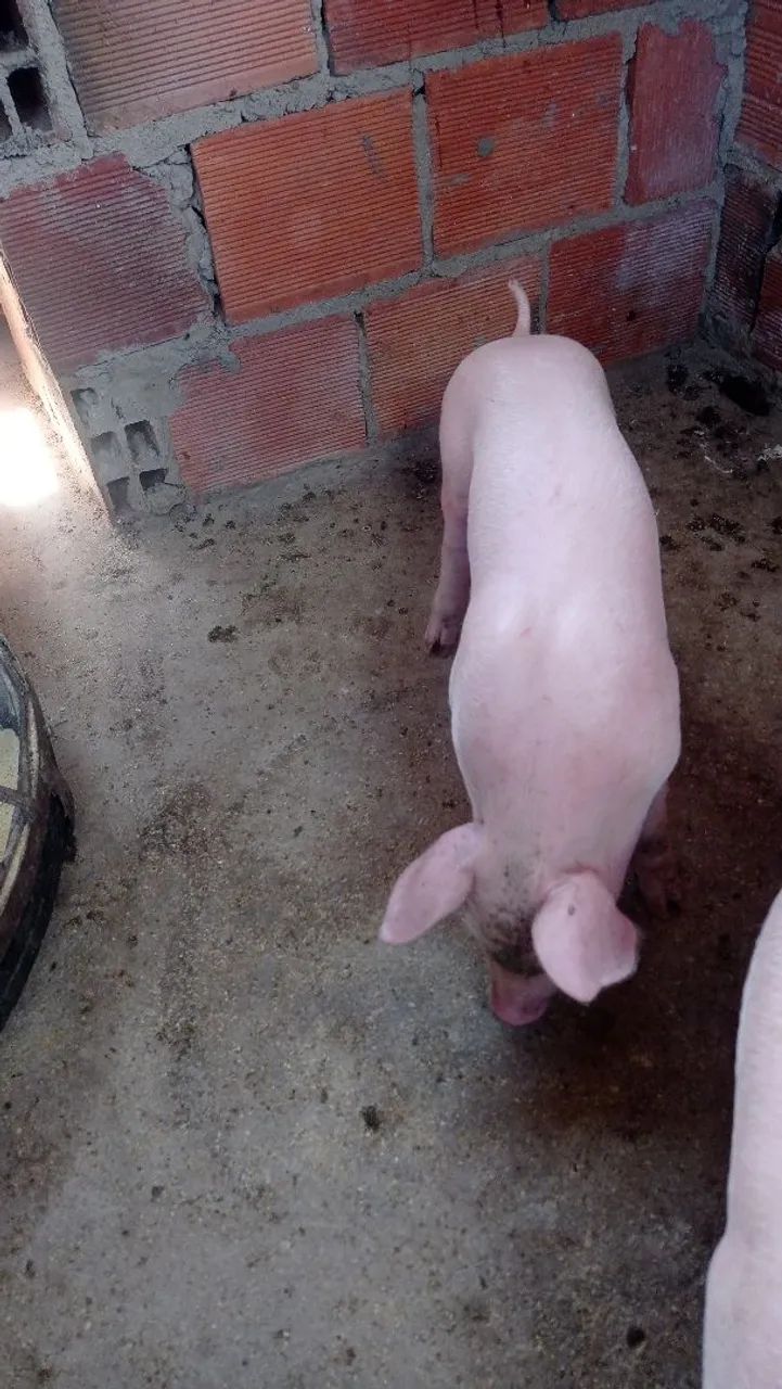 Lote de Leitão pra venda 