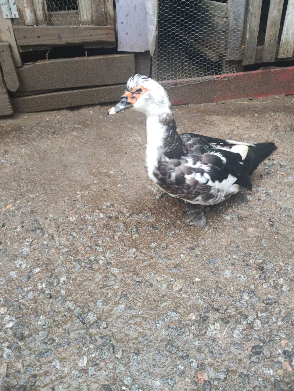 Casal de pato 