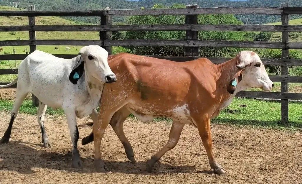 Novilhas Gir Leiteiro  - Foto 2